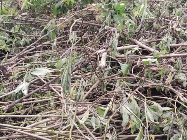 Área para Venda em Mongaguá - 4